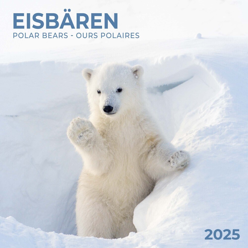 Cover: 9783959294638 | Polar Bears/Eisbärchen 2025 | Kalender 2025 | Kalender | Drahtheftung