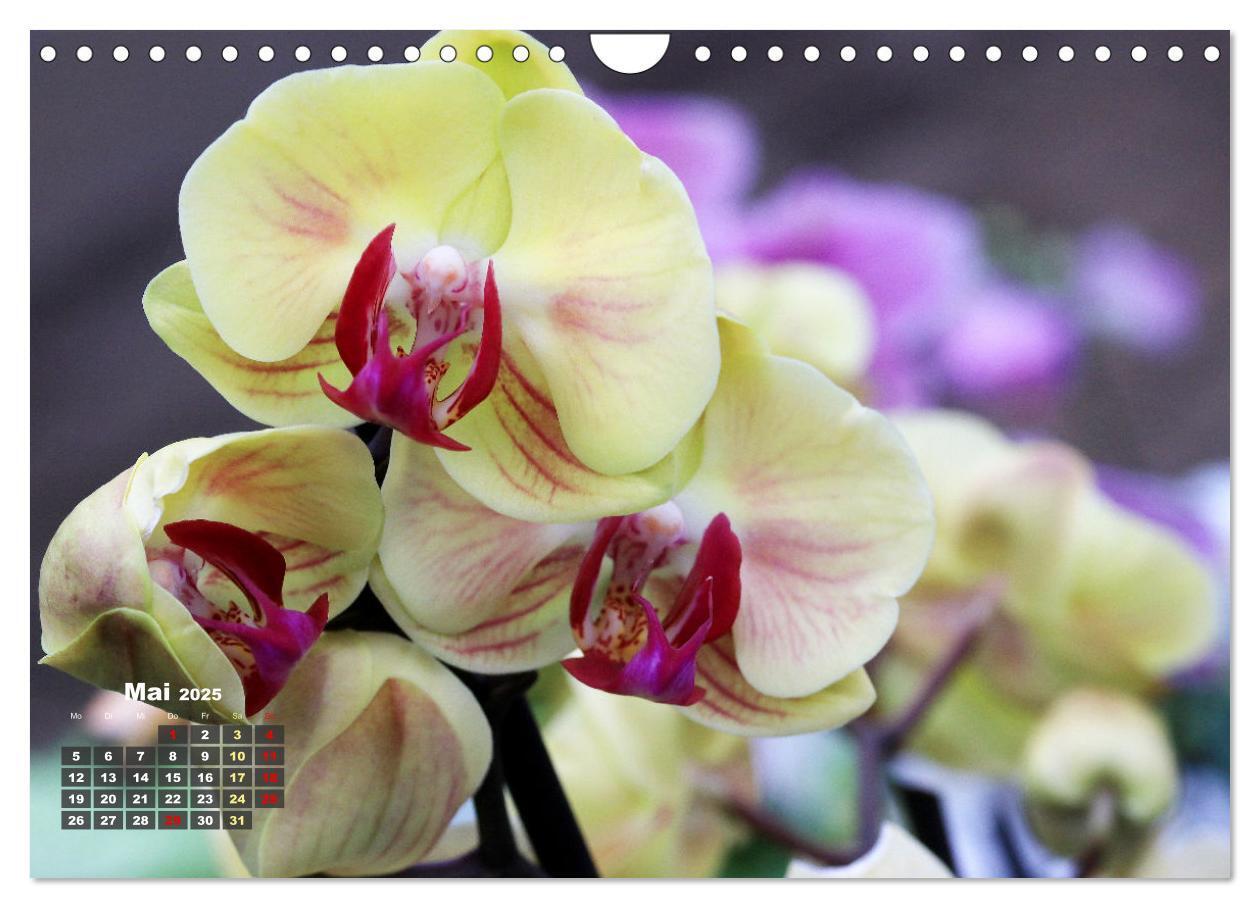 Bild: 9783383778551 | Prächtige Orchideen (Wandkalender 2025 DIN A4 quer), CALVENDO...