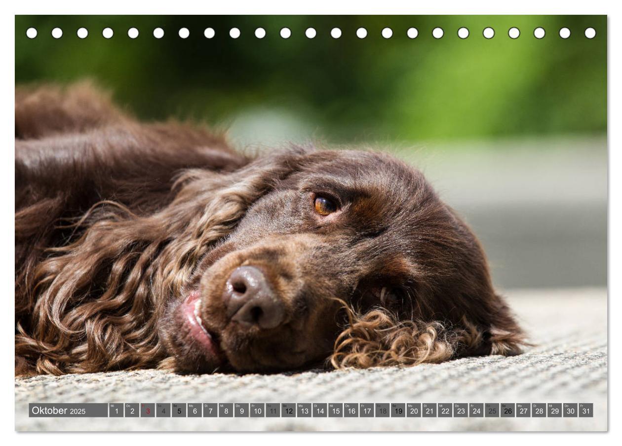 Bild: 9783435446605 | English Cocker Spaniels - Ein Spaziergang im Park (Tischkalender...