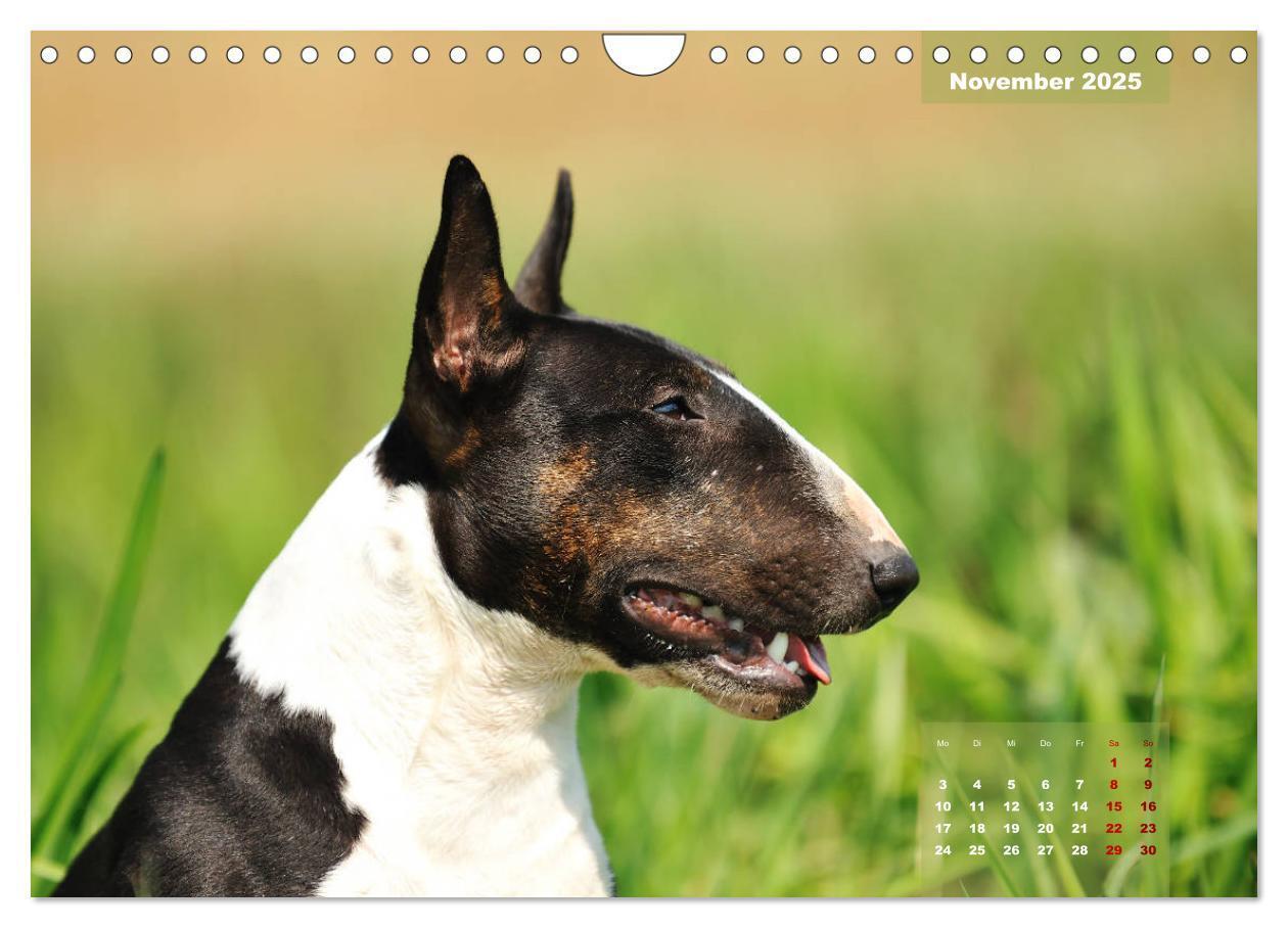 Bild: 9783435341559 | Bullterrier 2025 Frech und fröhlich durch das Jahr (Wandkalender...