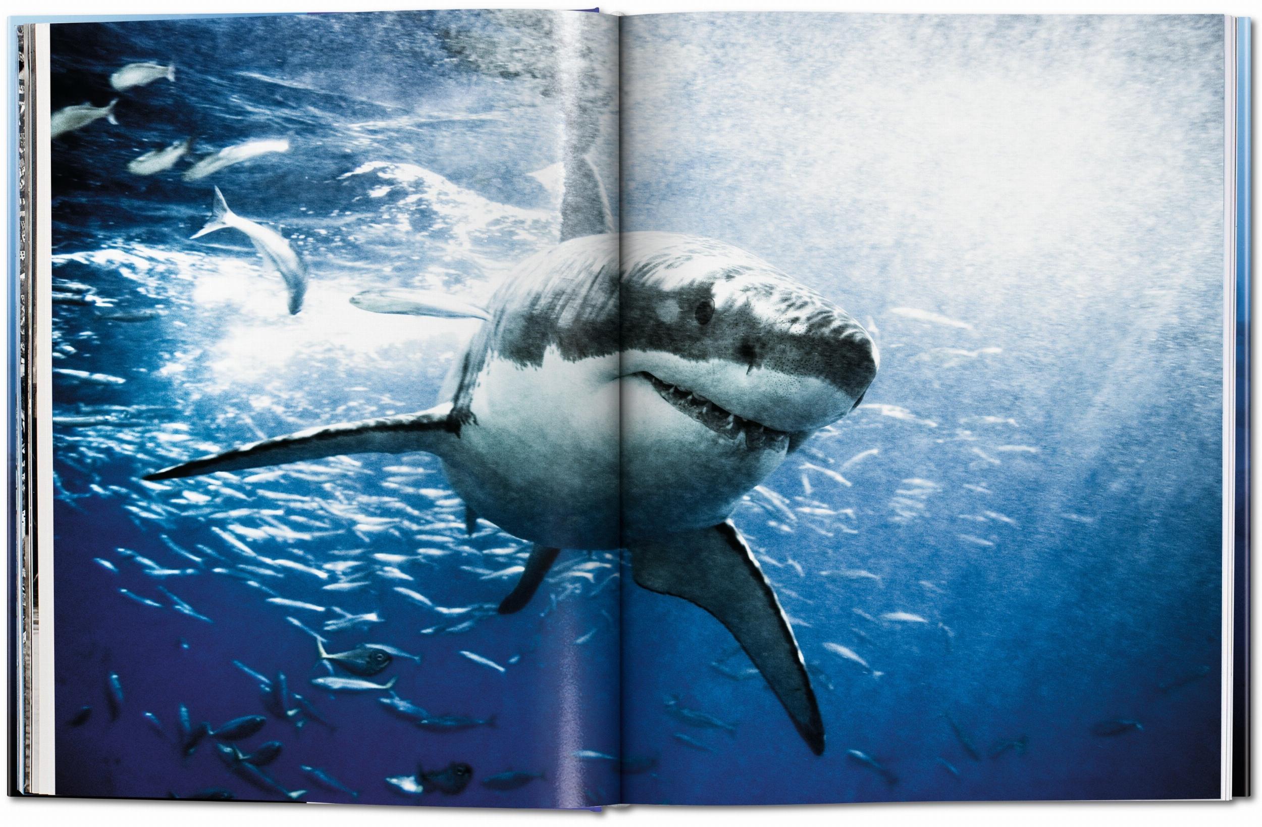 Bild: 9783836553599 | Michael Muller. Sharks | Philippe Cousteau (u. a.) | Buch | 334 S.