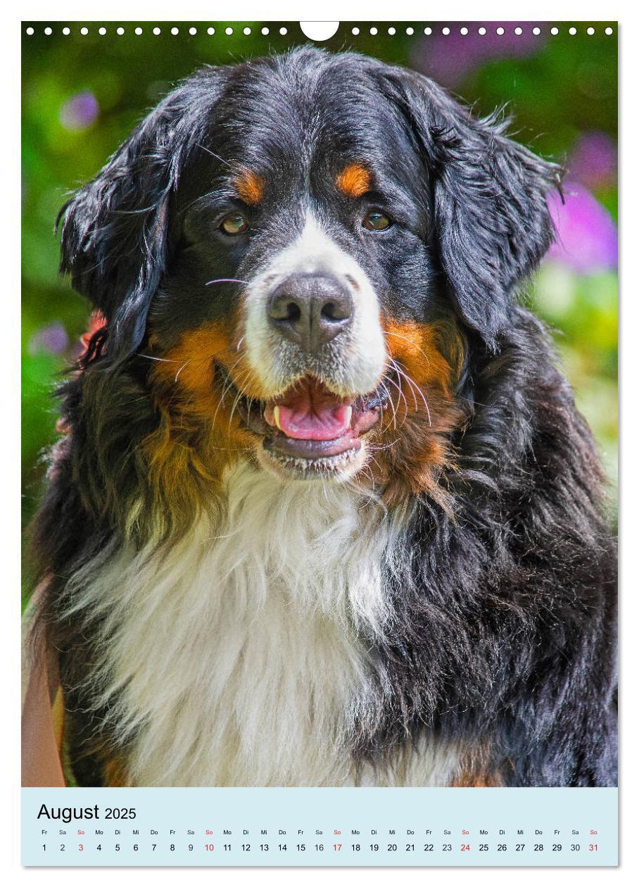 Bild: 9783435960651 | Berner Sennenhund - stark , schön und liebenswert (Wandkalender...