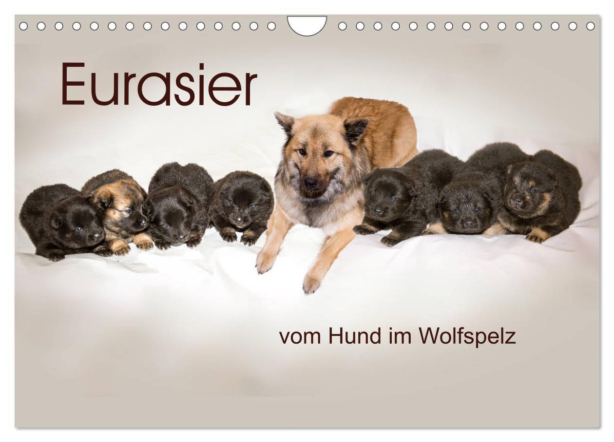 Cover: 9783435335909 | Eurasier, der Hund im Wolfspelz (Wandkalender 2025 DIN A4 quer),...