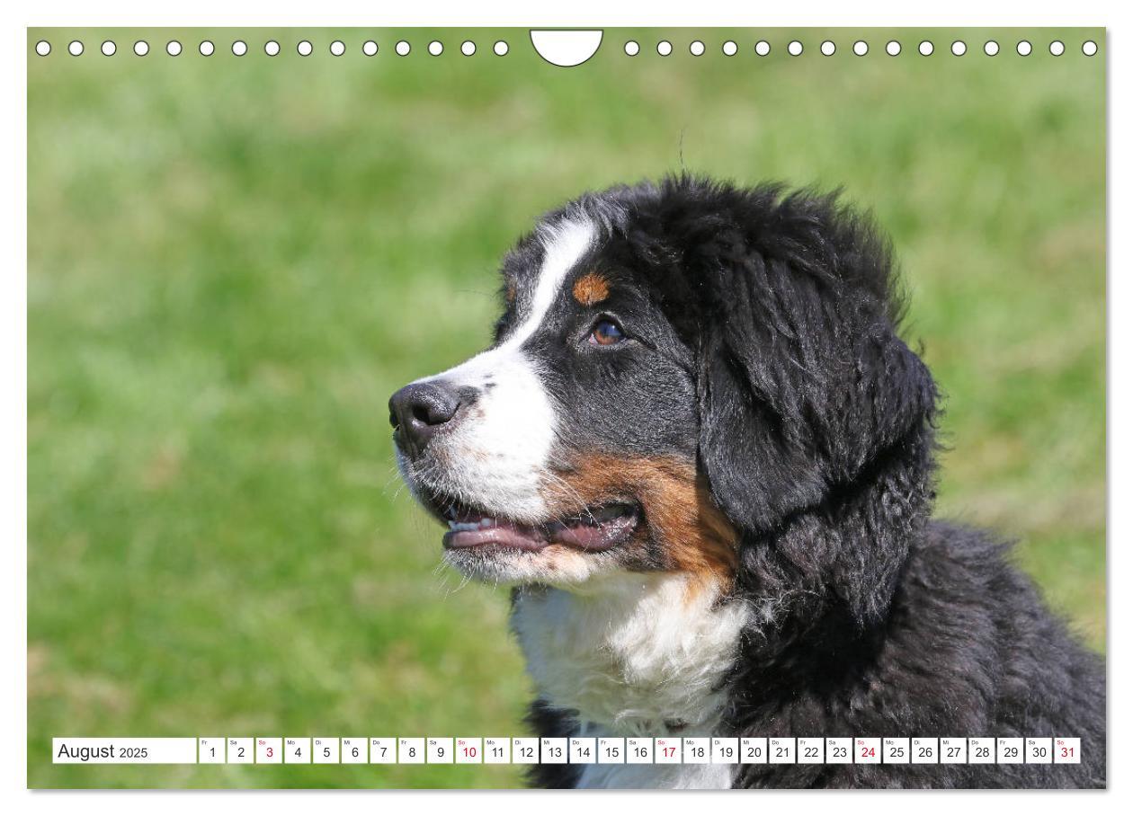 Bild: 9783435327522 | Berner Sennenhunde machen glücklich (Wandkalender 2025 DIN A4...