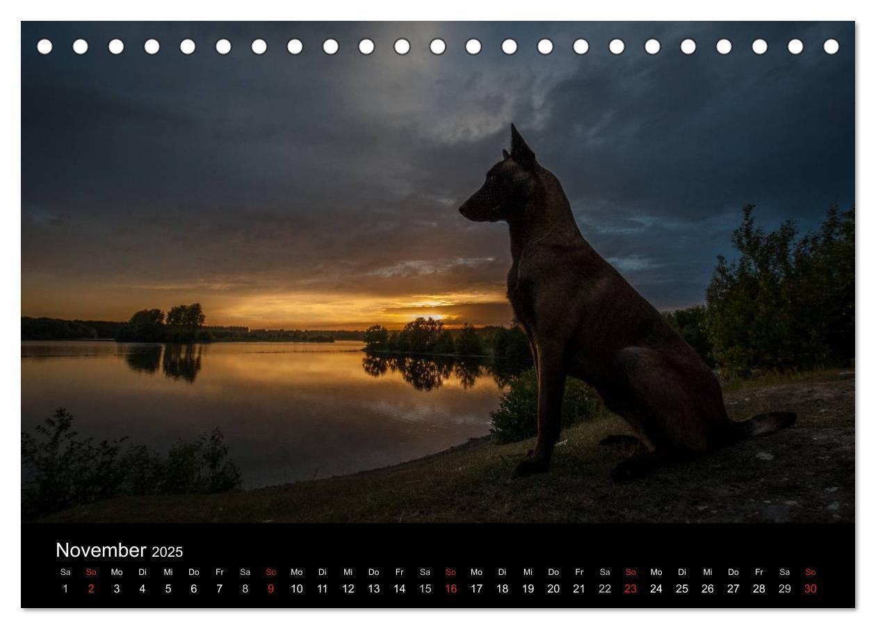 Bild: 9783435633012 | Belgische Schäferhunde - Der Malinois im Licht (Tischkalender 2025...