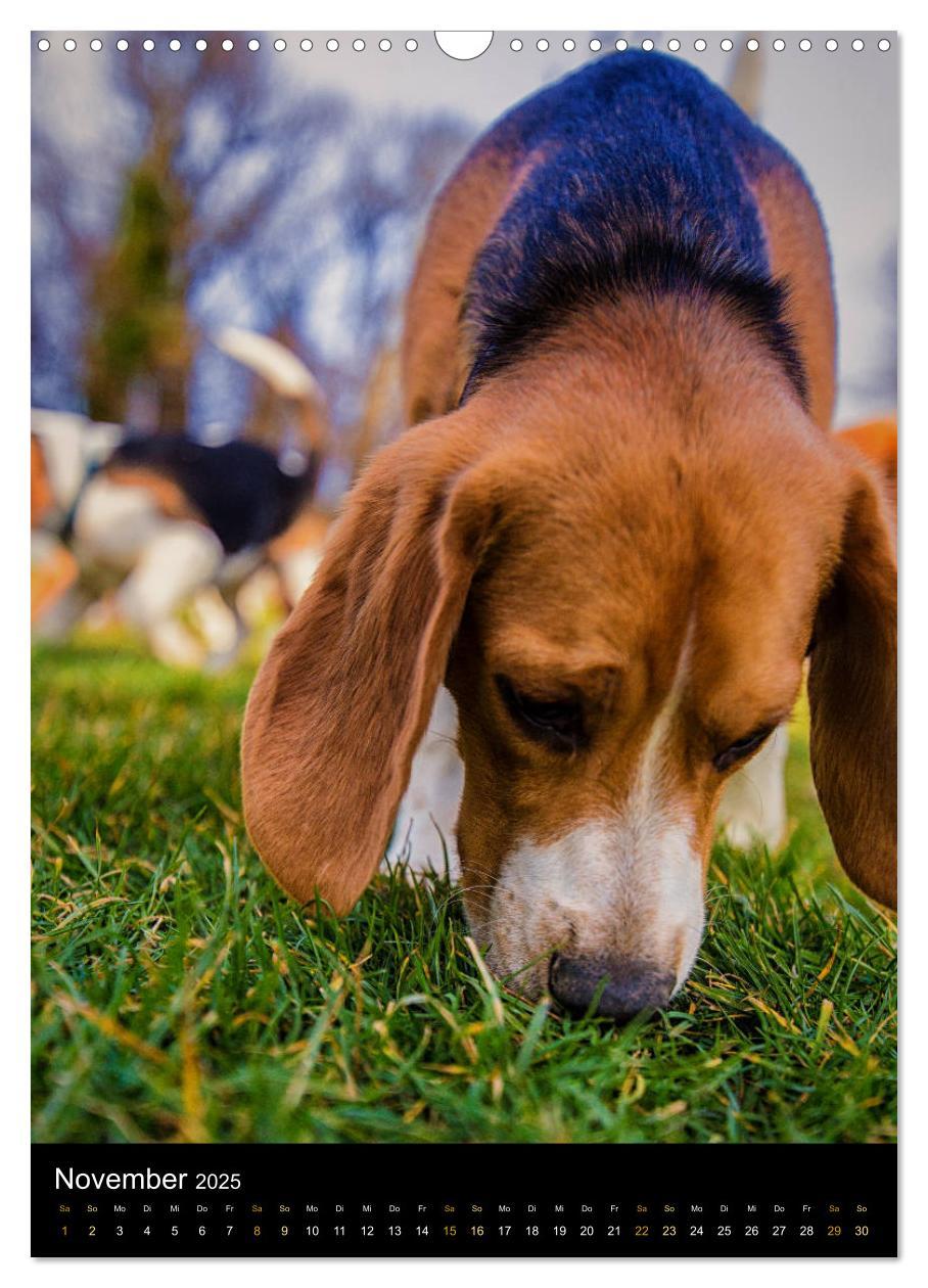 Bild: 9783435994915 | Beagle Action - Wilde Kuscheltiere (Wandkalender 2025 DIN A3 hoch),...