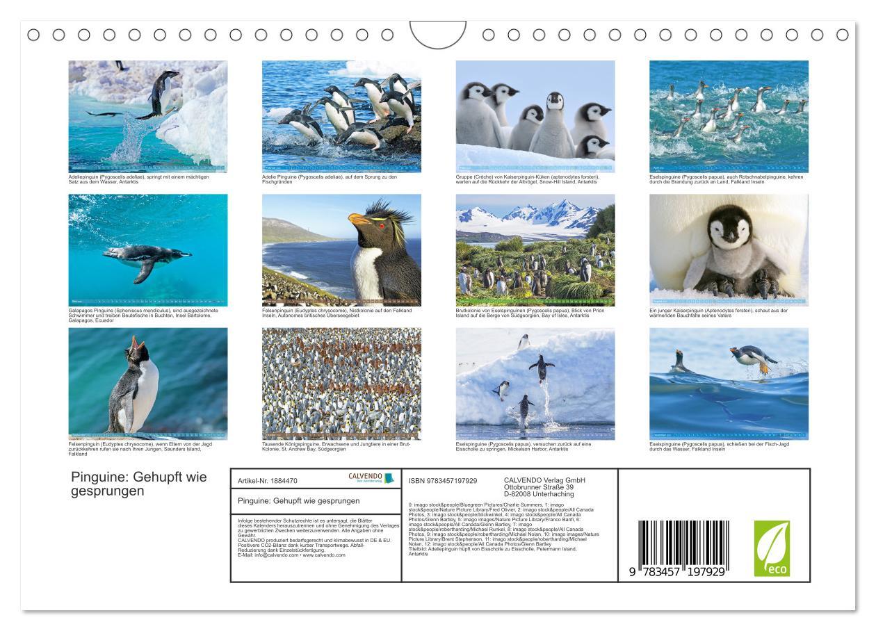 Bild: 9783457197929 | Pinguine: Gehupft wie gesprungen (Wandkalender 2025 DIN A4 quer),...