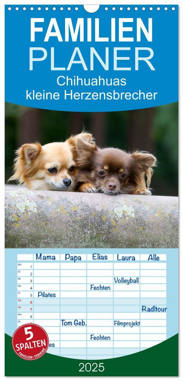 Cover: 9783457118474 | Familienplaner 2025 - Chihuahuas - kleine Herzensbrecher mit 5...