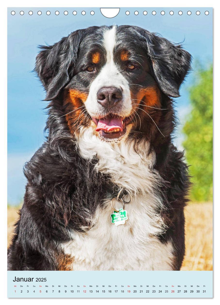 Bild: 9783435961054 | Berner Sennenhund - stark , schön und liebenswert (Wandkalender...