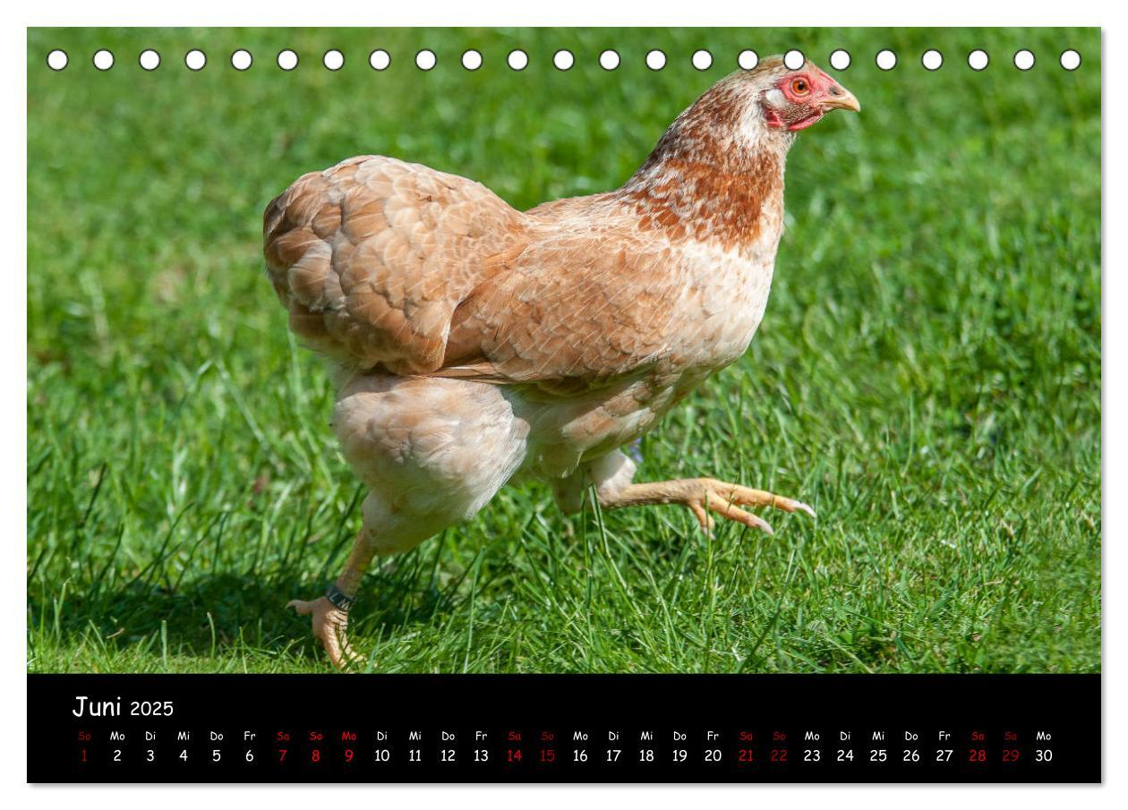 Bild: 9783435448142 | Neues von den Gartenhühnern (Tischkalender 2025 DIN A5 quer),...