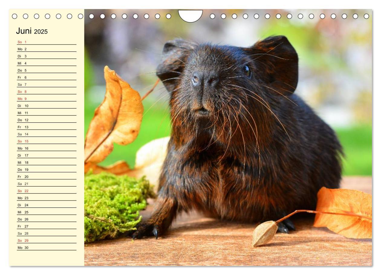 Bild: 9783435509621 | Meerschweinchen. Geliebte Nager (Wandkalender 2025 DIN A4 quer),...