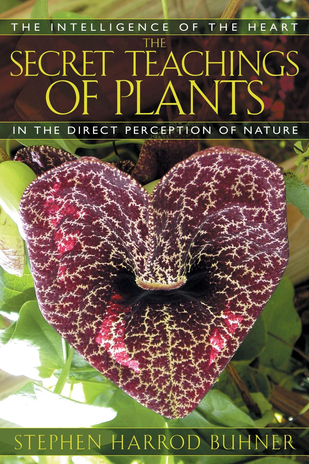 Cover: 9781591430353 | The Secret Teachings of Plants | Stephen Harrod Buhner | Taschenbuch