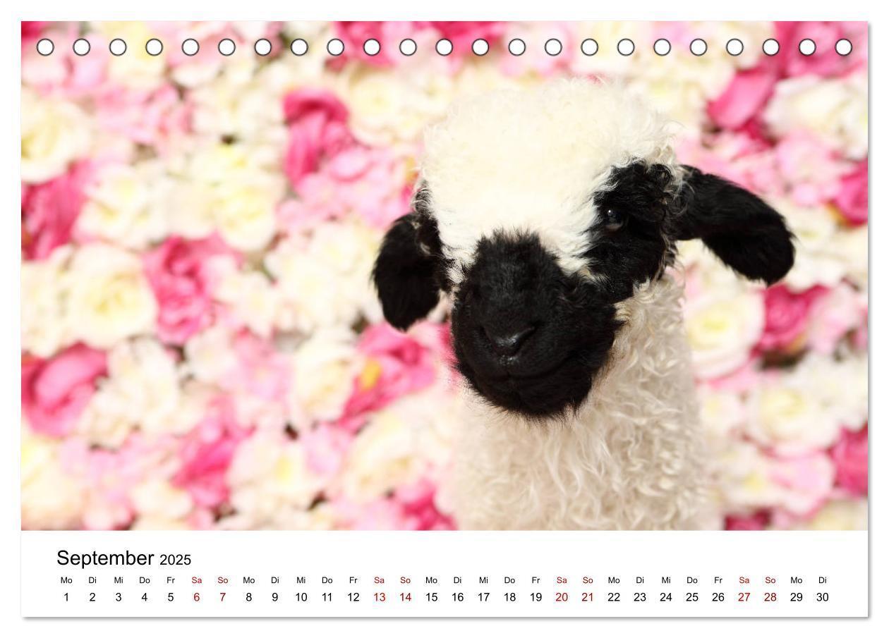 Bild: 9783435326068 | Walliser Schwarznasenschaf Valais Blacknose Sheep (Tischkalender...