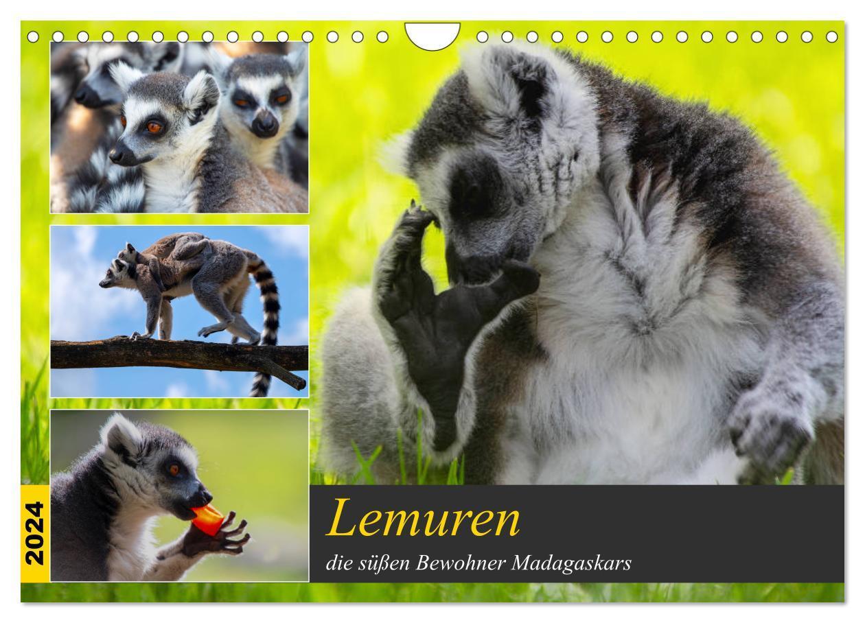 Cover: 9783675866010 | Lemuren die süßen Bewohner Madagaskars (Wandkalender 2024 DIN A4...
