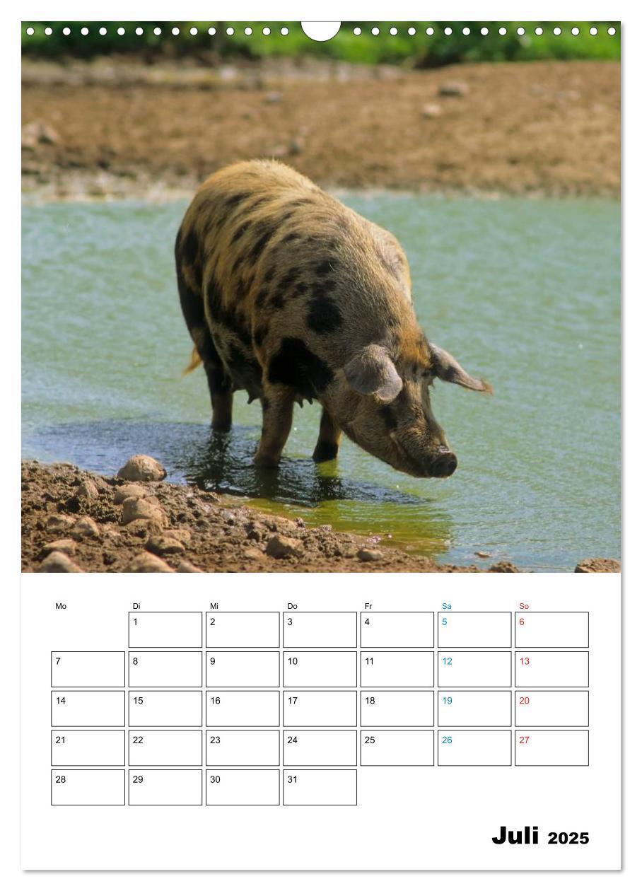 Bild: 9783457077863 | Schweine 2025 (Wandkalender 2025 DIN A3 hoch), CALVENDO Monatskalender