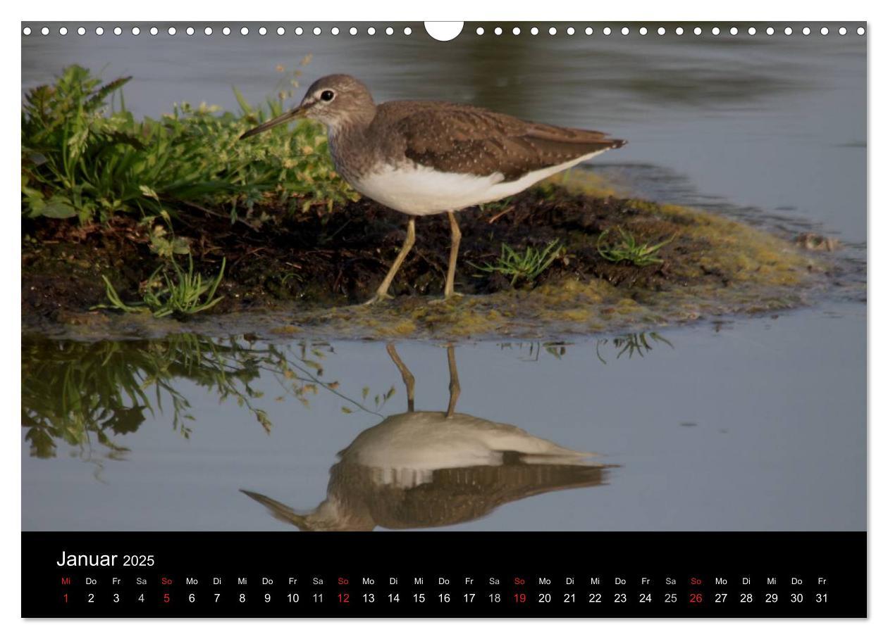 Bild: 9783435512737 | Limikolen Watvögel auf dem Zug (Wandkalender 2025 DIN A3 quer),...