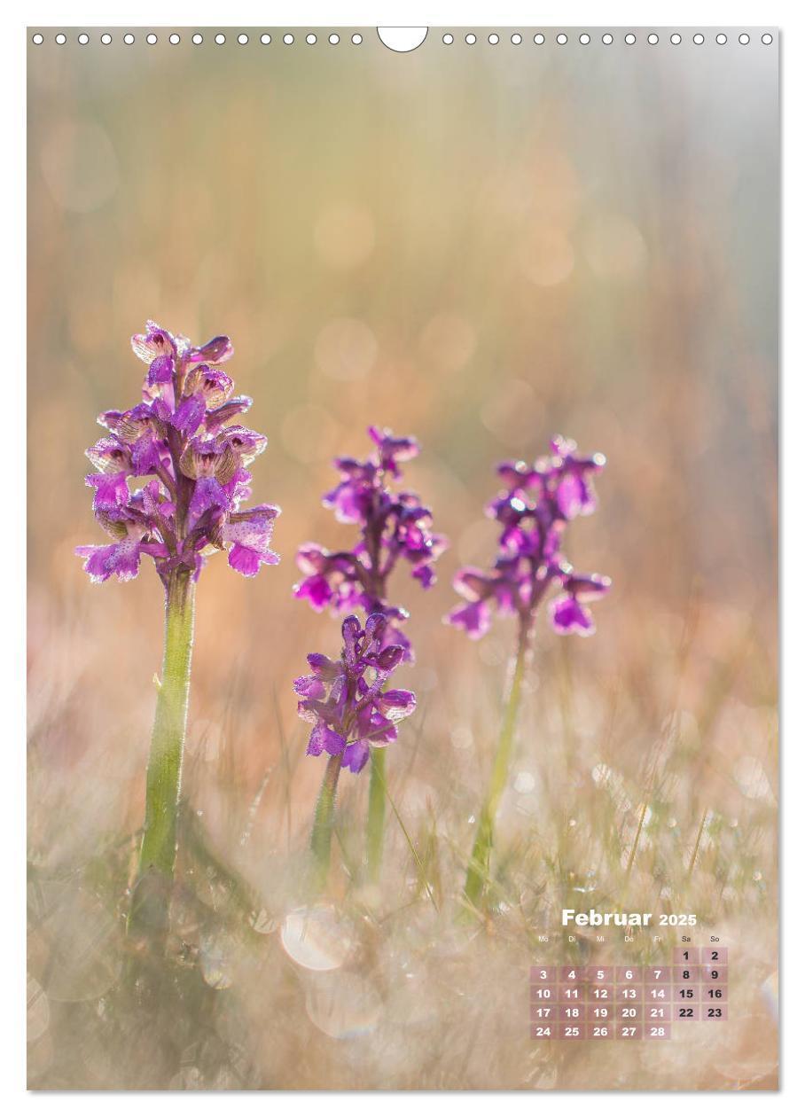 Bild: 9783435990207 | Orchideen in freier Wildbahn (Wandkalender 2025 DIN A3 hoch),...