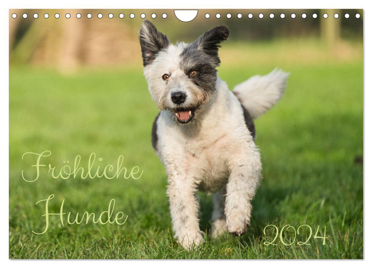 Cover: 9783675410725 | Fröhliche Hunde (Wandkalender 2024 DIN A4 quer), CALVENDO...