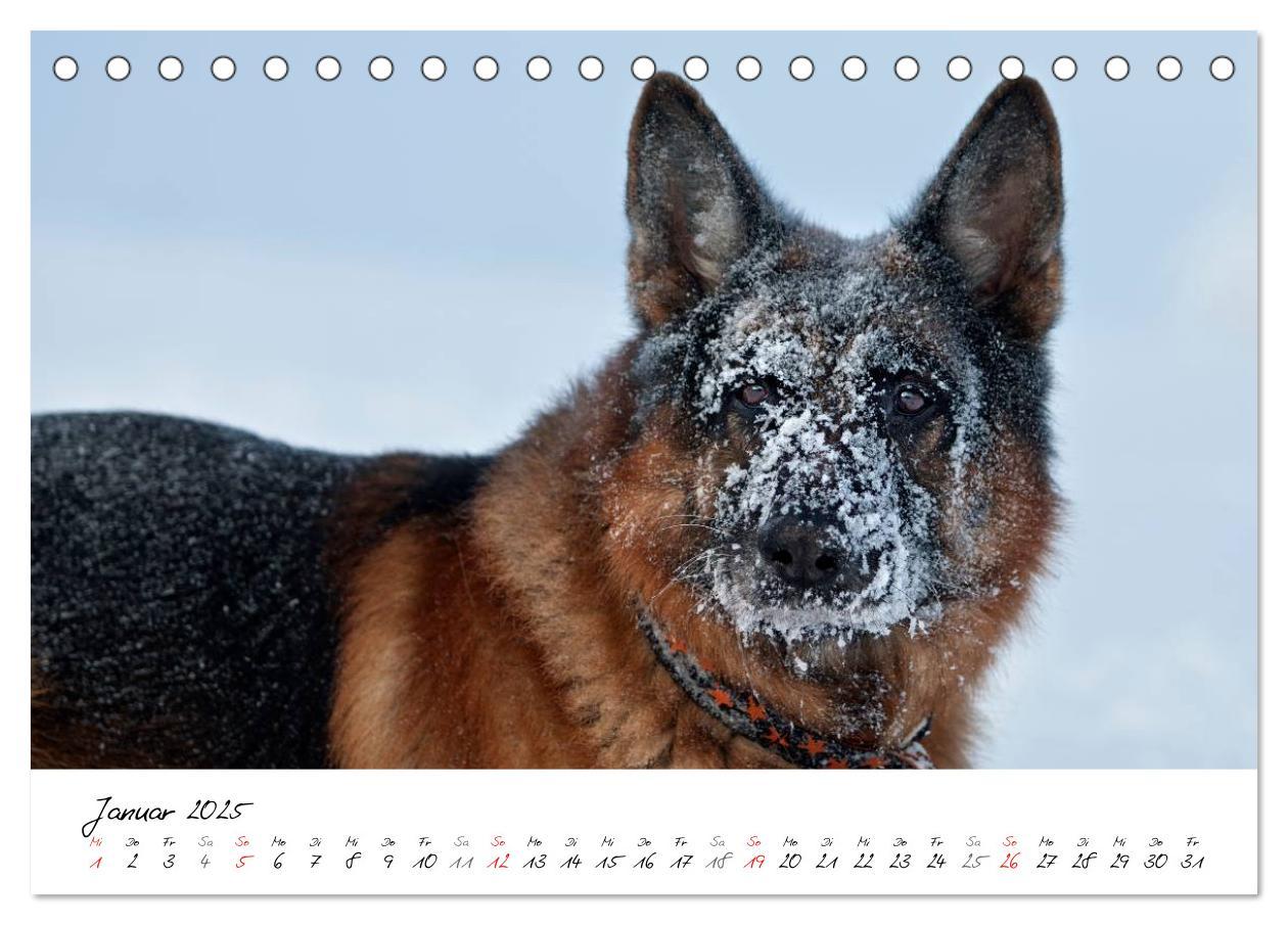 Bild: 9783435686360 | Deutsche Schäferhunde - Traumhunde (Tischkalender 2025 DIN A5...