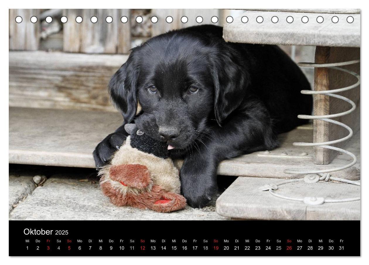 Bild: 9783435722136 | Flatcoated Retriever (Tischkalender 2025 DIN A5 quer), CALVENDO...