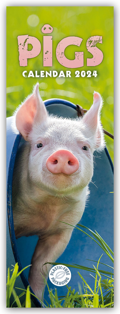 Cover: 9781529837568 | Pigs - Ferkel - Schweinchen 2024 - Slimline-Kalender | Calendar | 2024