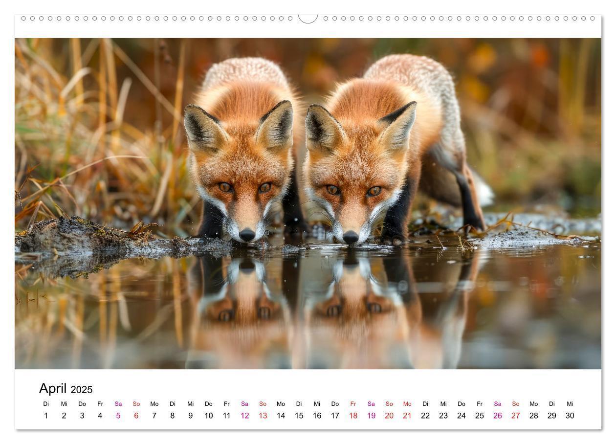 Bild: 9783383815225 | Fuchs - schöne Momente (Wandkalender 2025 DIN A2 quer), CALVENDO...