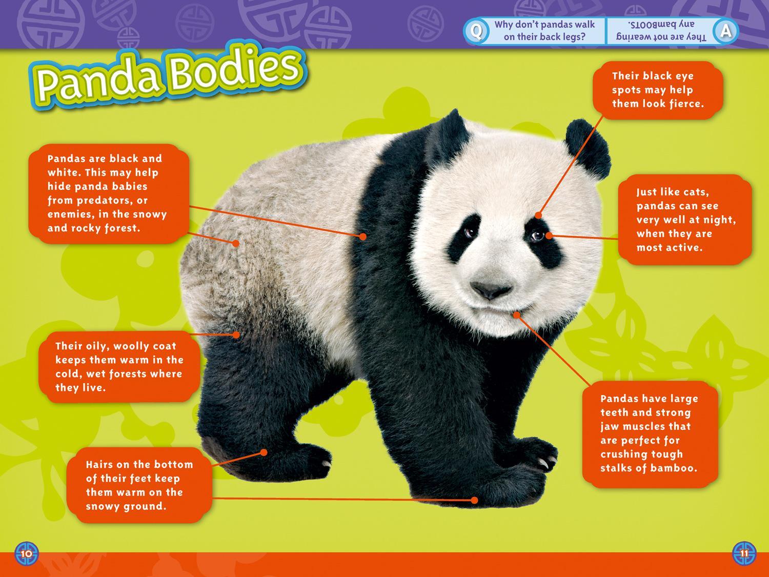 Bild: 9780008266752 | Pandas | Level 3 | Anne Schreiber (u. a.) | Taschenbuch | Englisch