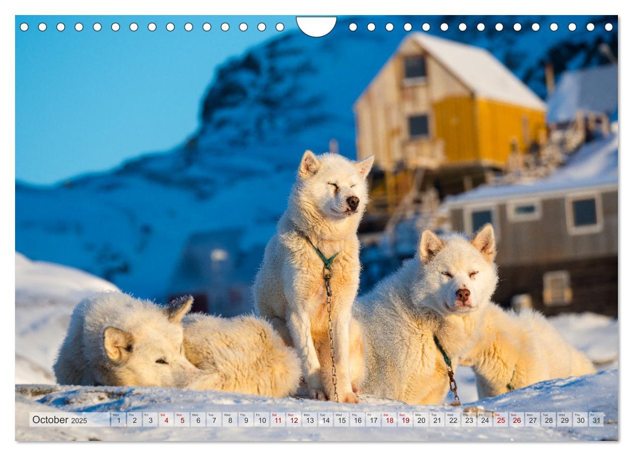 Bild: 9781325937998 | Greenland Dog - The Sled Dogs of Northern Greenland (Wall Calendar...