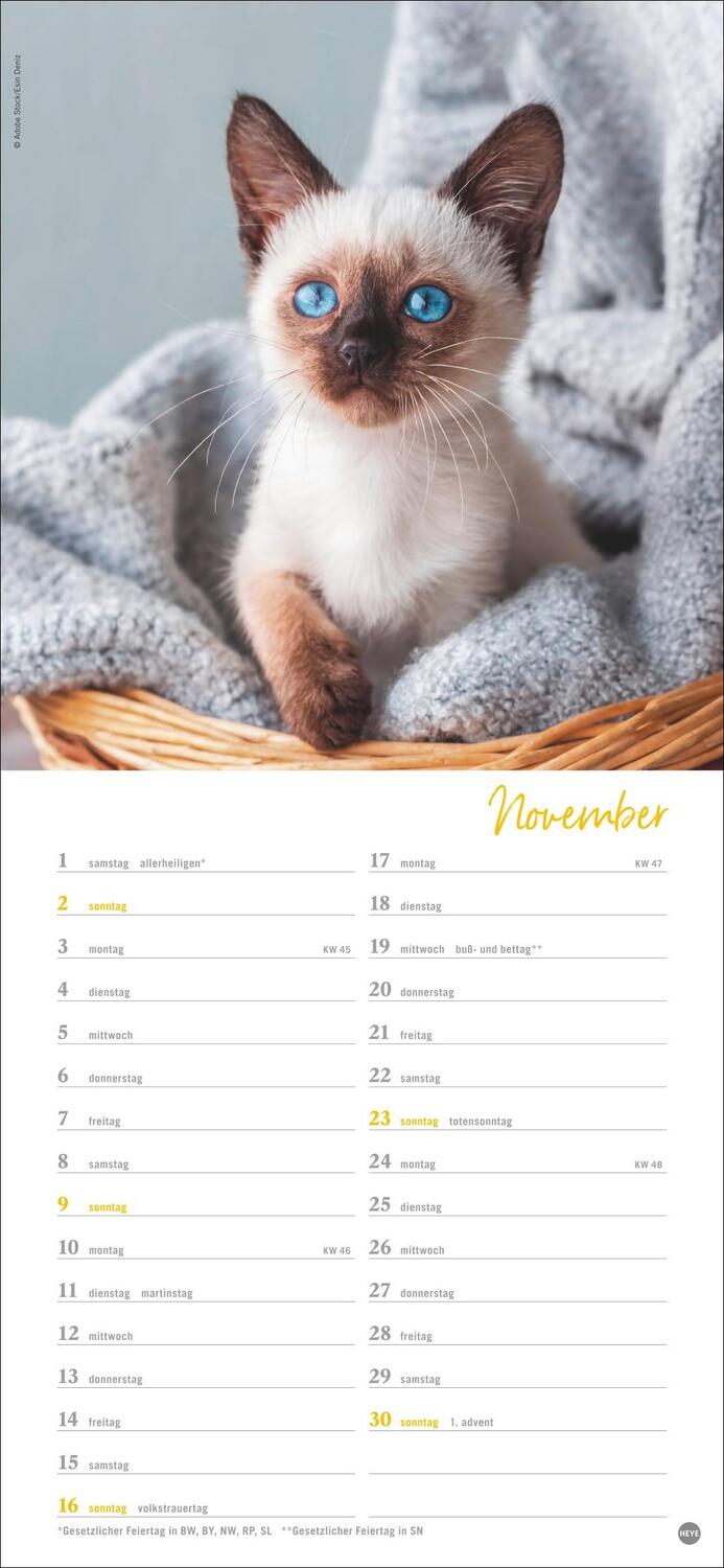 Bild: 9783756406159 | Katzen slim - Auf sanften Pfoten Kalender 2025 | Heye | Kalender