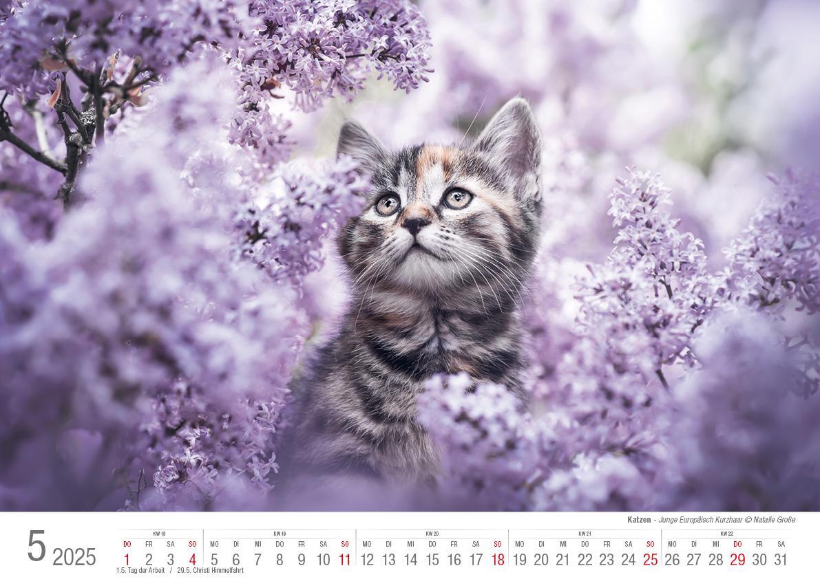 Bild: 9783965352360 | Katzen 2025 Bildkalender A3 quer - Natalie Große | Holger Klaes | 2025