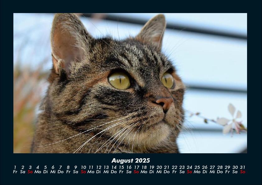 Bild: 9783755970750 | Für Katzenfreunde 2025 Fotokalender DIN A4 | Tobias Becker | Kalender