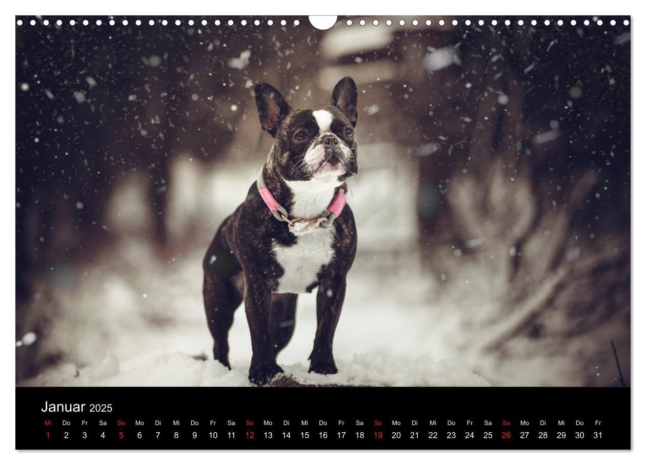 Bild: 9783435301775 | French Bulldog aktiv, verspielt, sportlich (Wandkalender 2025 DIN...