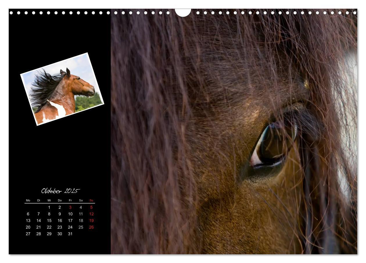 Bild: 9783435747764 | Irish Tinker (Wandkalender 2025 DIN A3 quer), CALVENDO Monatskalender