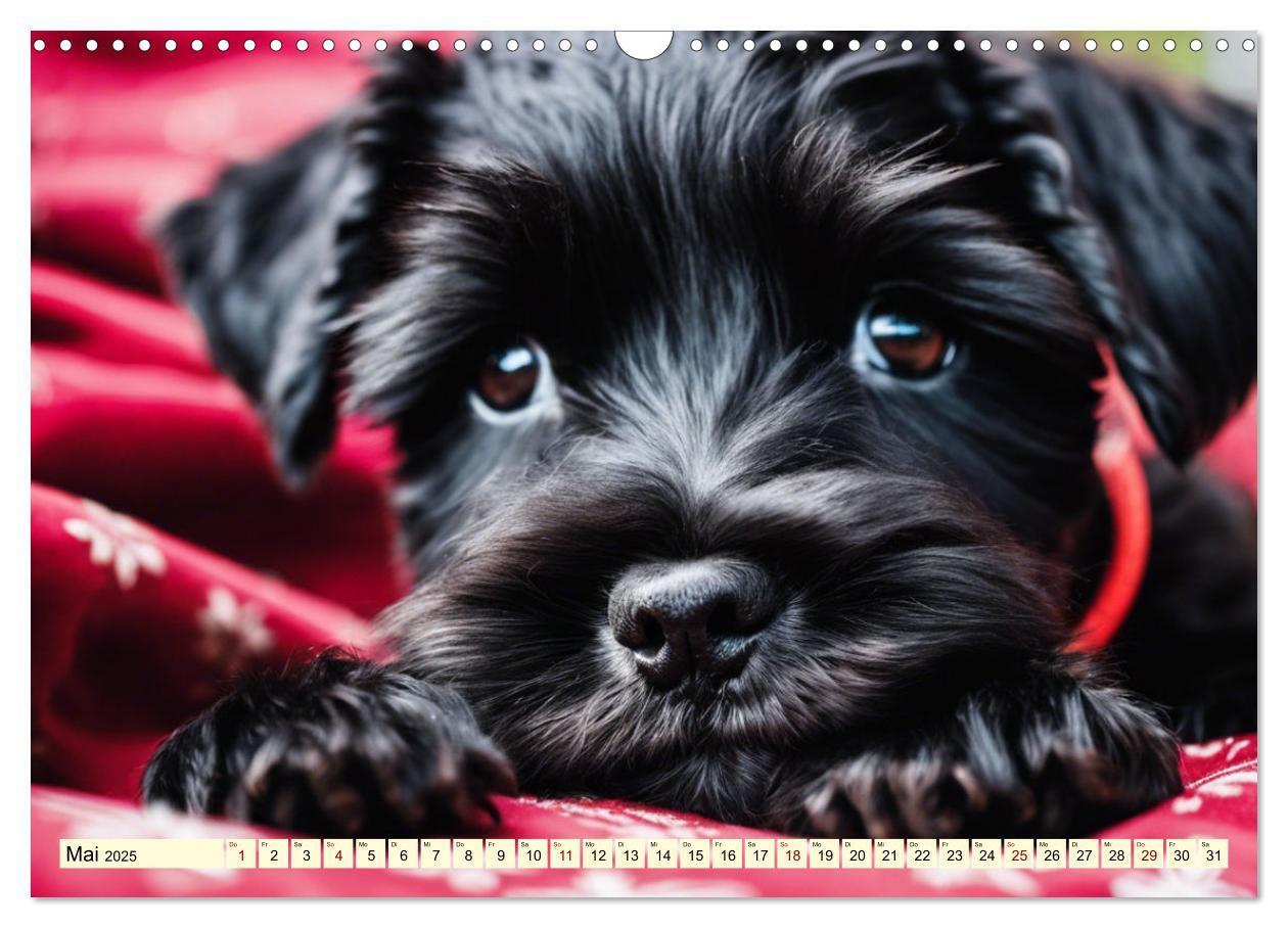 Bild: 9783457036914 | Schnauzer - vielseitige Allrounder (Wandkalender 2025 DIN A3 quer),...