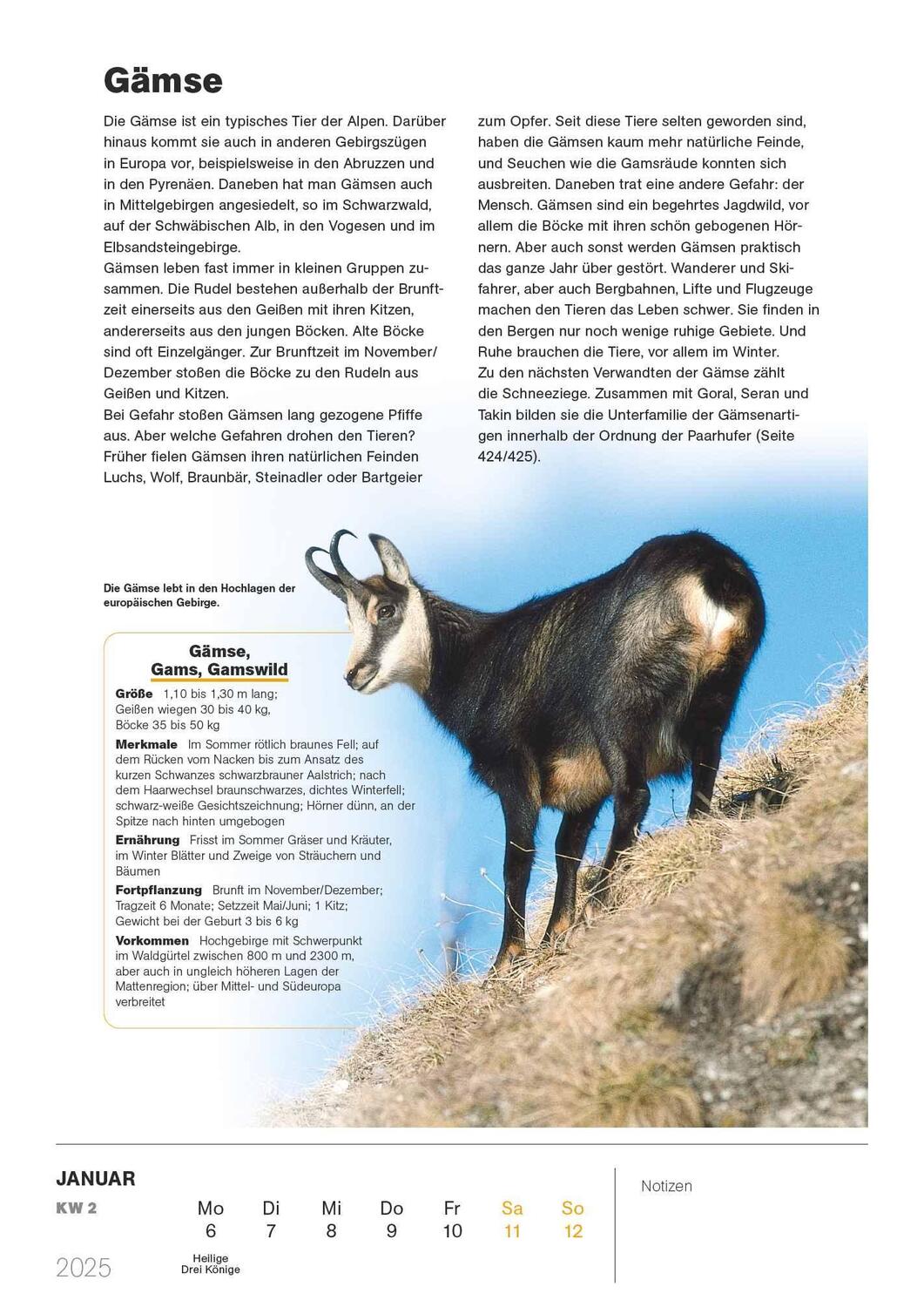 Bild: 4250809654171 | Ravensburger Tierkalender - Wochenkalender 2025 - Tier-Kalender mit...
