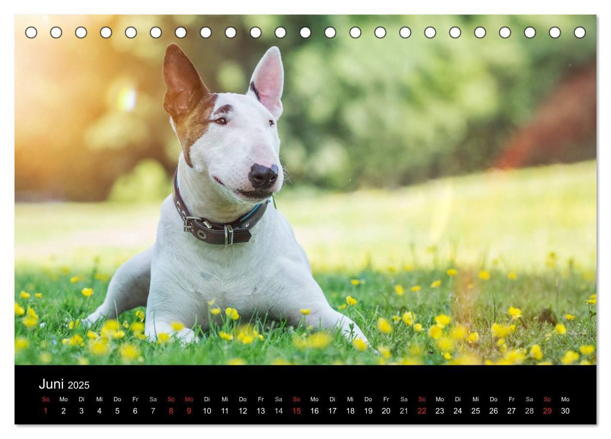 Bild: 9783435557431 | Bullterrier (Tischkalender 2025 DIN A5 quer), CALVENDO Monatskalender