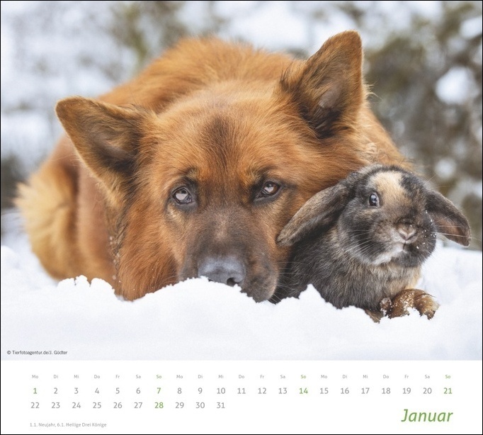 Bild: 9783756401239 | Echte Freunde Bildkalender 2024. Süße Tierfreundschaften in einem...