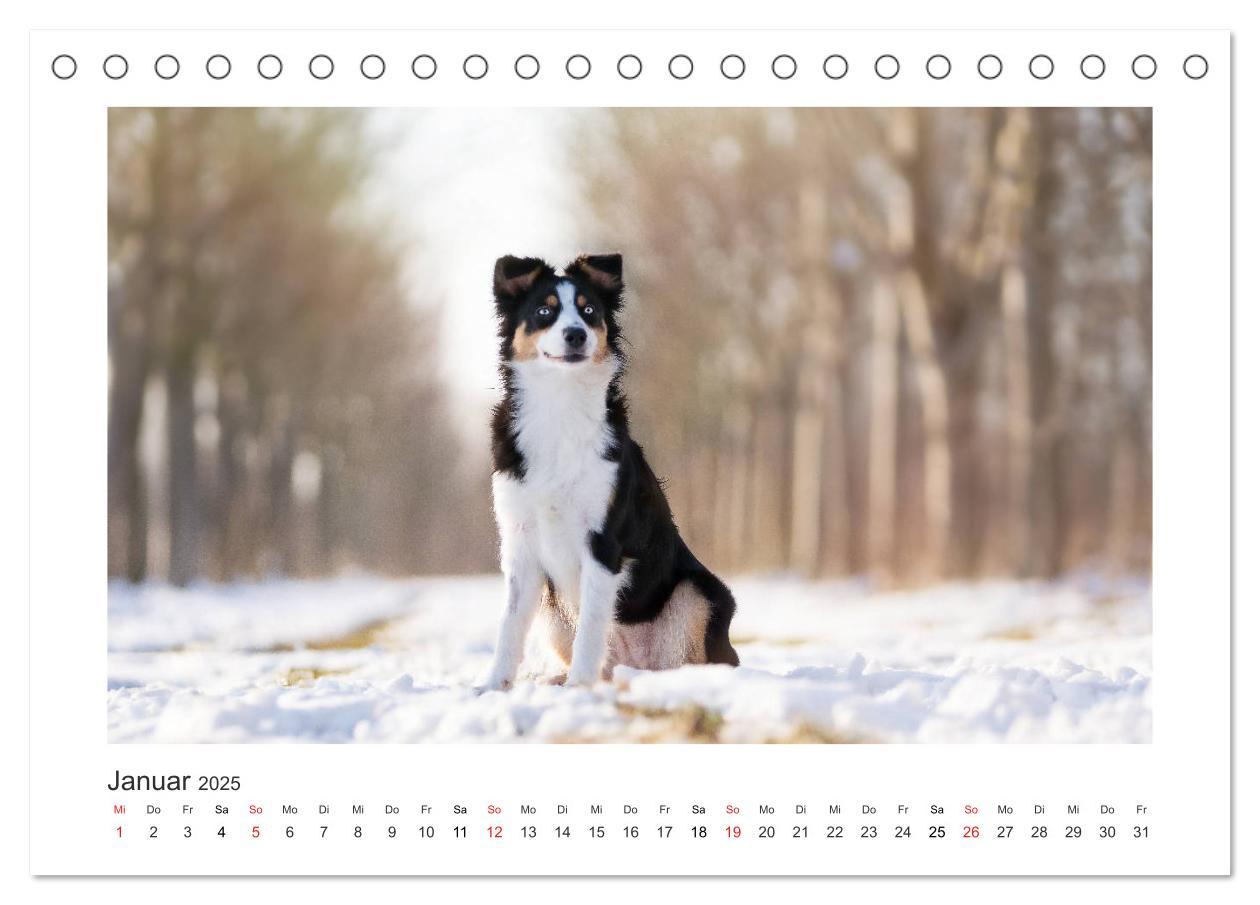 Bild: 9783435179954 | Herzensaussies - Australian Shepherd (Tischkalender 2025 DIN A5...