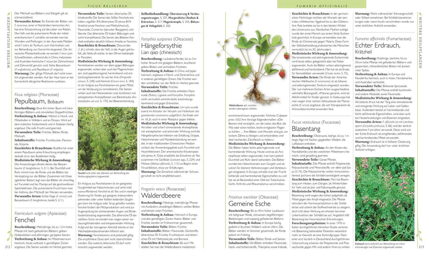 Bild: 9783831032327 | Das große Lexikon der Heilpflanzen | 550 Pflanzen und ihre Anwendungen