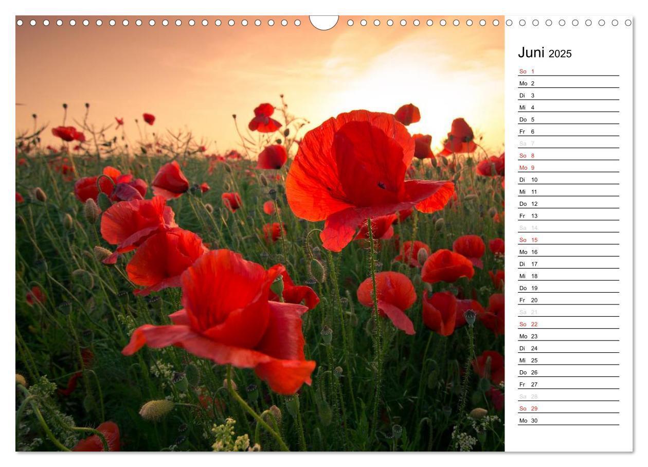 Bild: 9783435218288 | Ein Traum von Mohn (Wandkalender 2025 DIN A3 quer), CALVENDO...