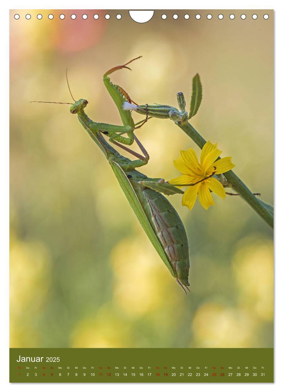 Bild: 9783435984558 | Die Gottesanbeterin. Räuber der Insektenwelt. (Wandkalender 2025...