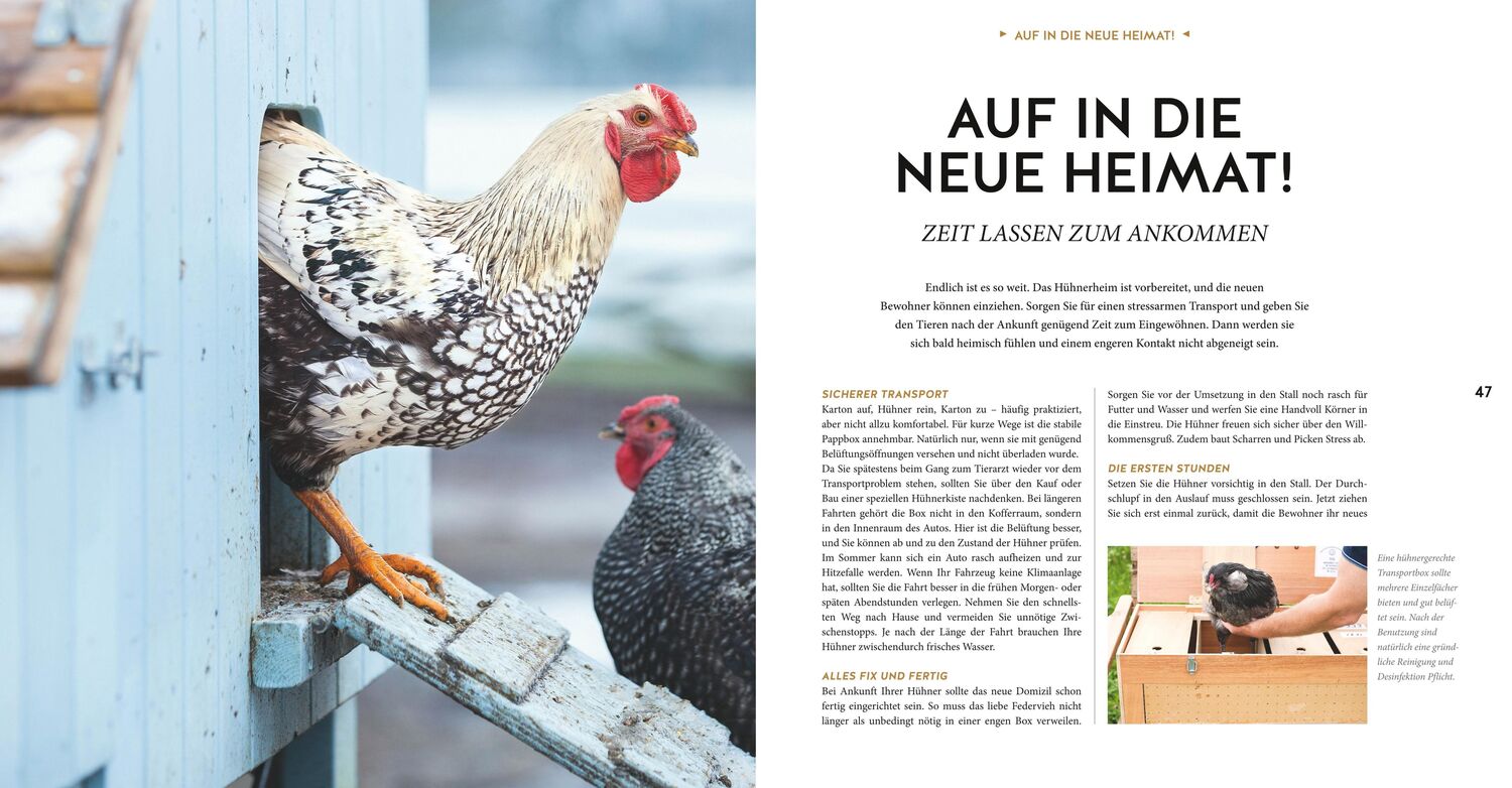 Bild: 9783833866432 | Hühner Basics | Hühnerhaltung für Anfänger | Esther Schmidt | Buch