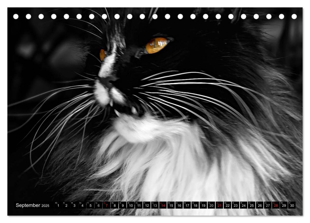 Bild: 9783435632053 | KATZEN Beautys (Tischkalender 2025 DIN A5 quer), CALVENDO...