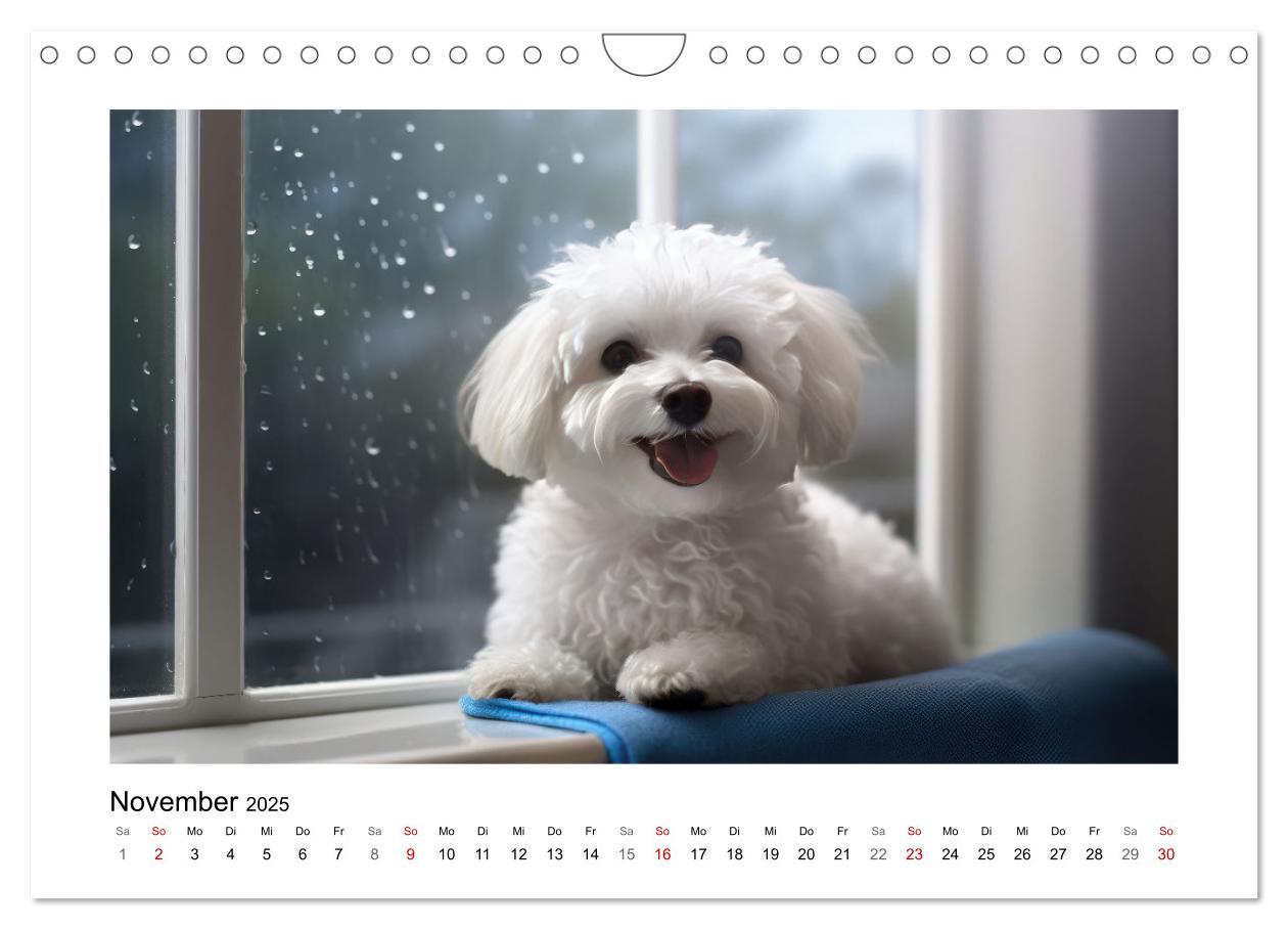 Bild: 9783383837968 | Bichon frisé, weiße Hündchen mit lockigem Haar (Wandkalender 2025...