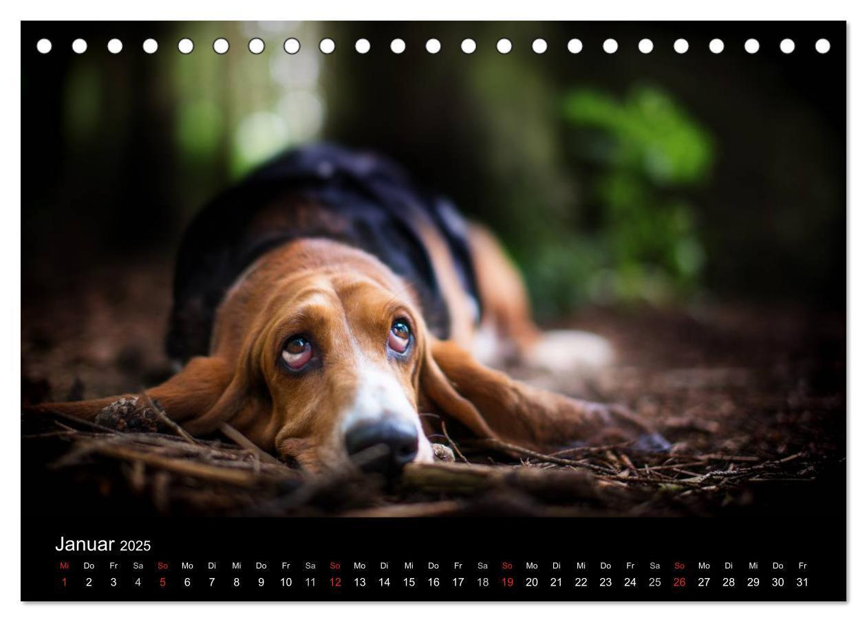 Bild: 9783457183113 | Der Basset, eine LANGE und besondere Liebe (Tischkalender 2025 DIN...