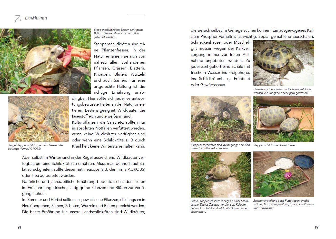 Bild: 9783981121285 | Die Haltung der Steppenschildkröten Agrionemys horsfieldii | Ude Fass
