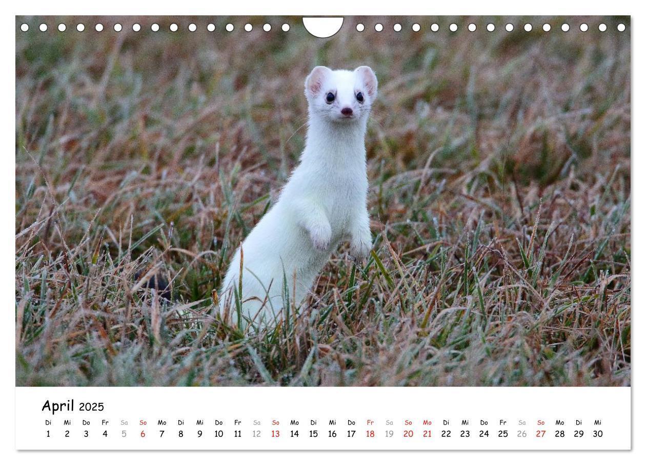 Bild: 9783435494804 | Hermelin - das wieselflinke Raubtier (Wandkalender 2025 DIN A4...