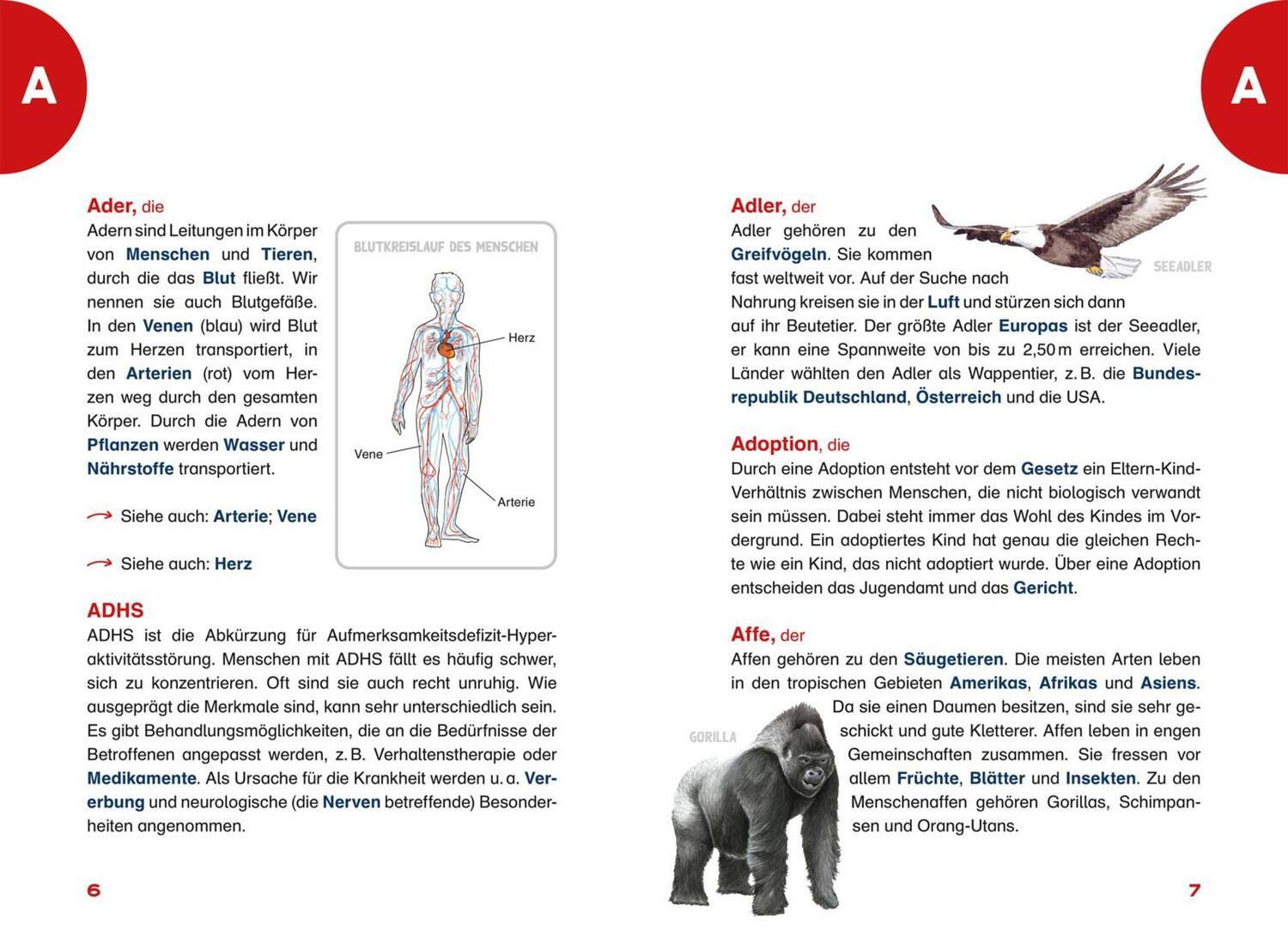 Bild: 9783551255228 | Das Grundschullexikon | Cordula Thörner | Taschenbuch | 352 S. | 2024