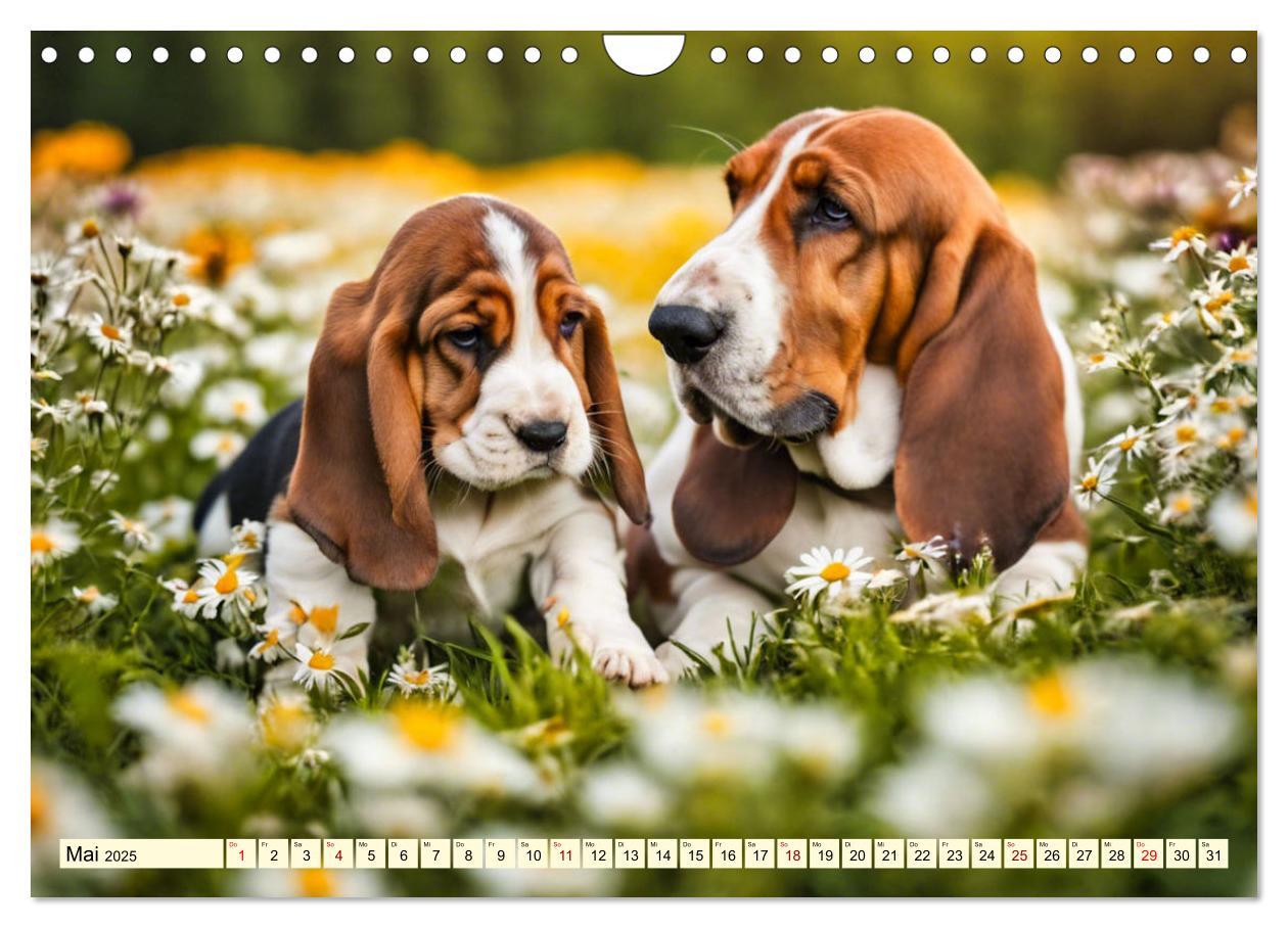 Bild: 9783457054208 | Basset Hound - unverkennbar (Wandkalender 2025 DIN A4 quer),...