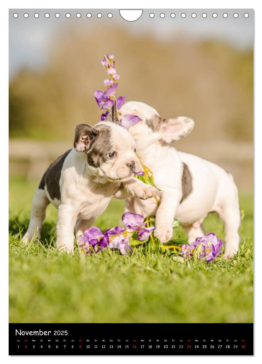 Bild: 9783457063538 | Französische Bulldoggen - Eine Bully Liebeserkärung (Wandkalender...